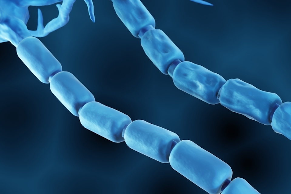 Multiple sclerosis: fateful immune cell activation in gut made visible