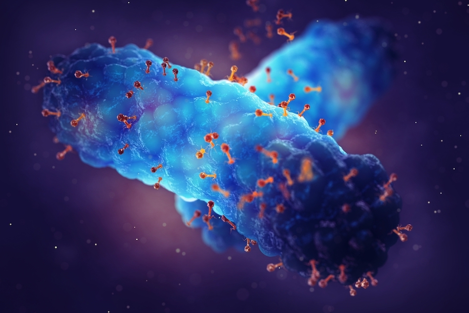Anti-bacterial virus treated antibiotic resistant infections with 86.6% success rate