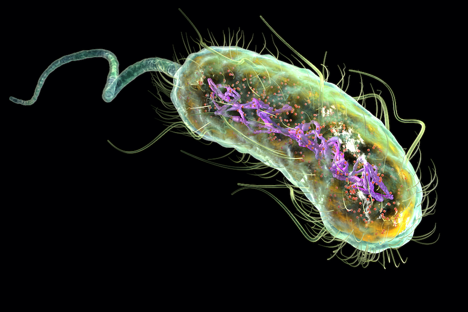 Engineered bacteria guide CAR-T cells to poorly infiltrated solid tumors