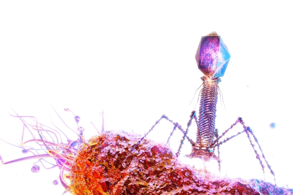EMA adopts guidelines on veterinary medicinal products for phage therapy.