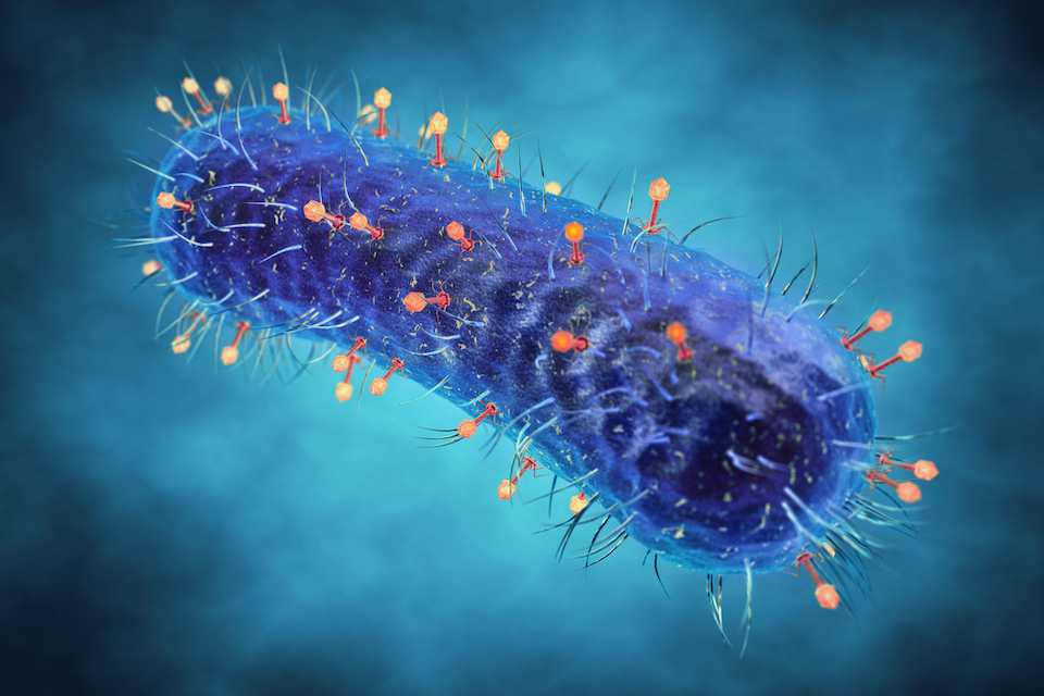 Mammalian cells may consume bacteria-killing viruses to promote cellular health