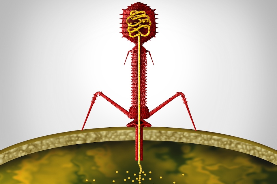 Viruses use freeloading genes as weapons