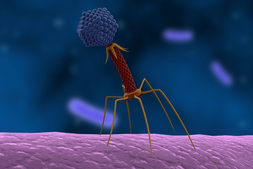 A virally-encoded tRNA neutralizes the PARIS antiviral defense system