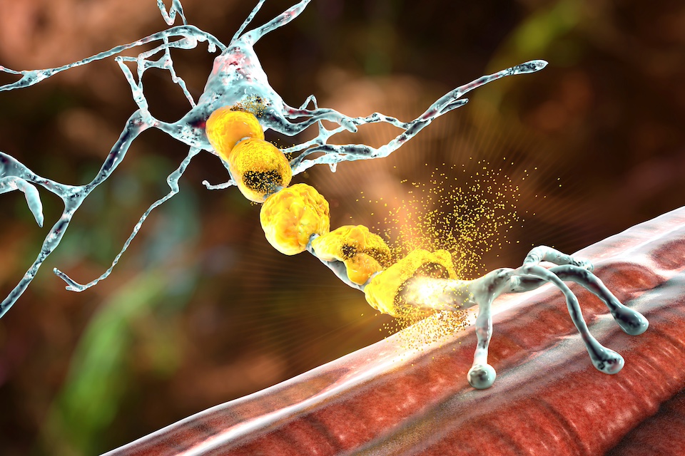 Neu-REFIX Beta glucan receives rare pediatric disease and orphan drug designations from the FDA for treatment of Duchenne Muscular Dystrophy