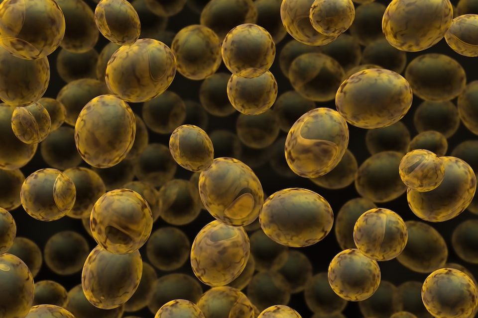 dsm-firmenich completes the sale of yeast extract business to Lesaffre
