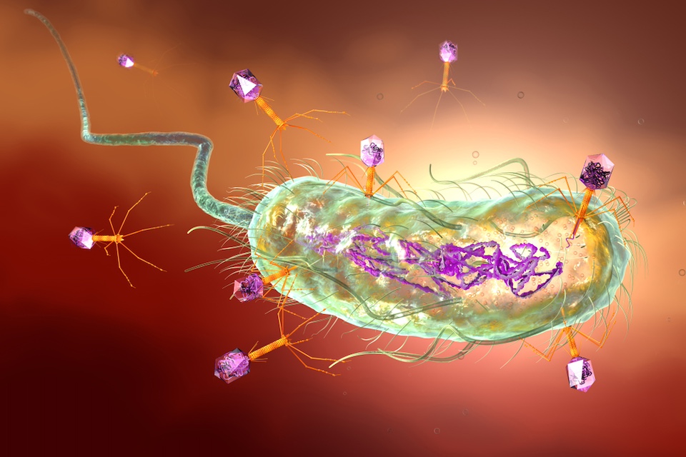 New study sheds light on how bacteria ‘vaccinate’ themselves with genetic material from dormant viruses