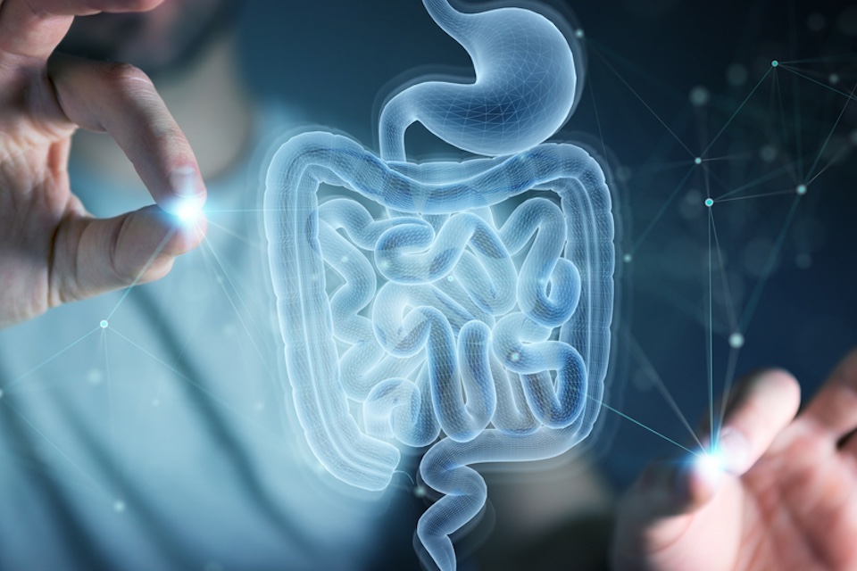 Novel In vitro Model Replicates Intestinal Microbiota Composition Without Requiring Anaerobic Incubation