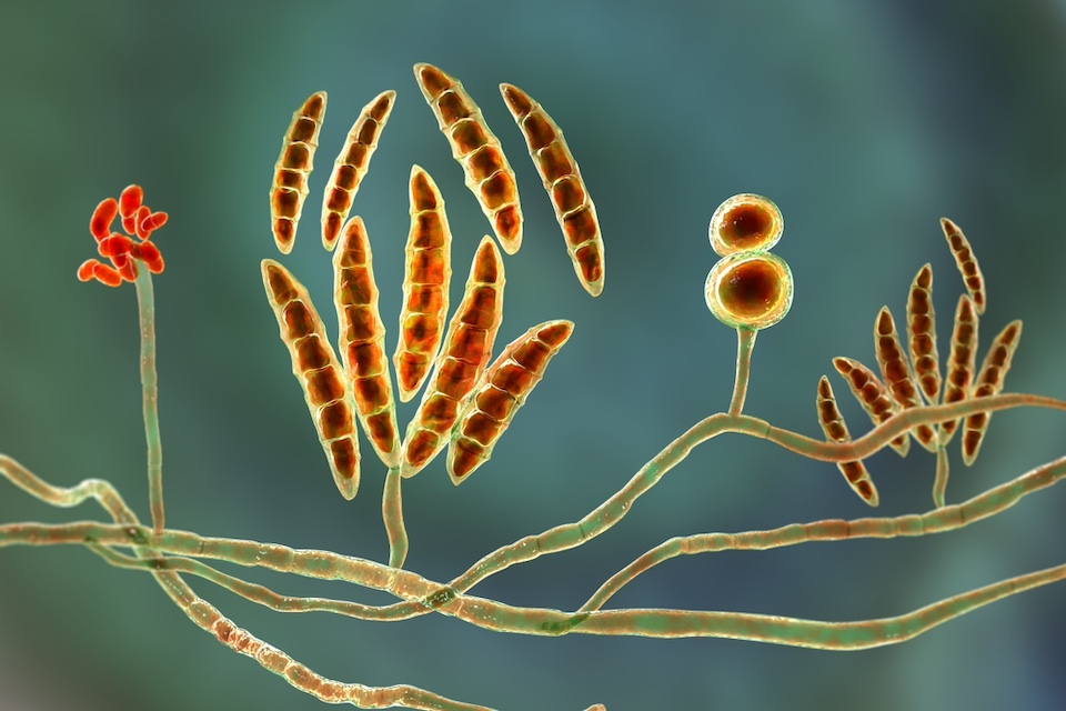 A symbiotic gut fungus wards off liver disease in mice
