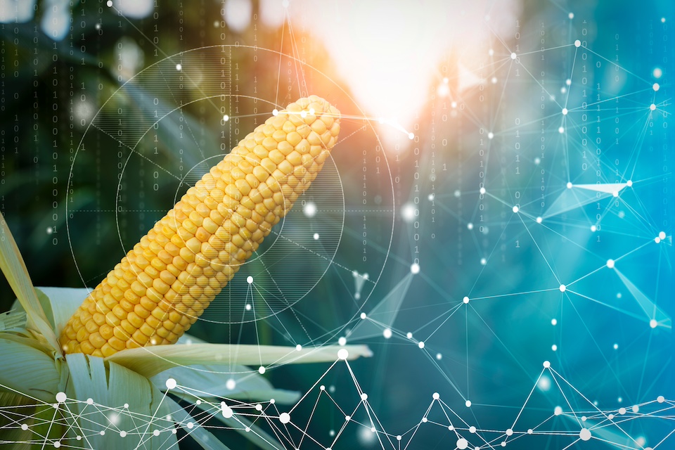 New study explores effects of fungicide use on corn health and microbiome