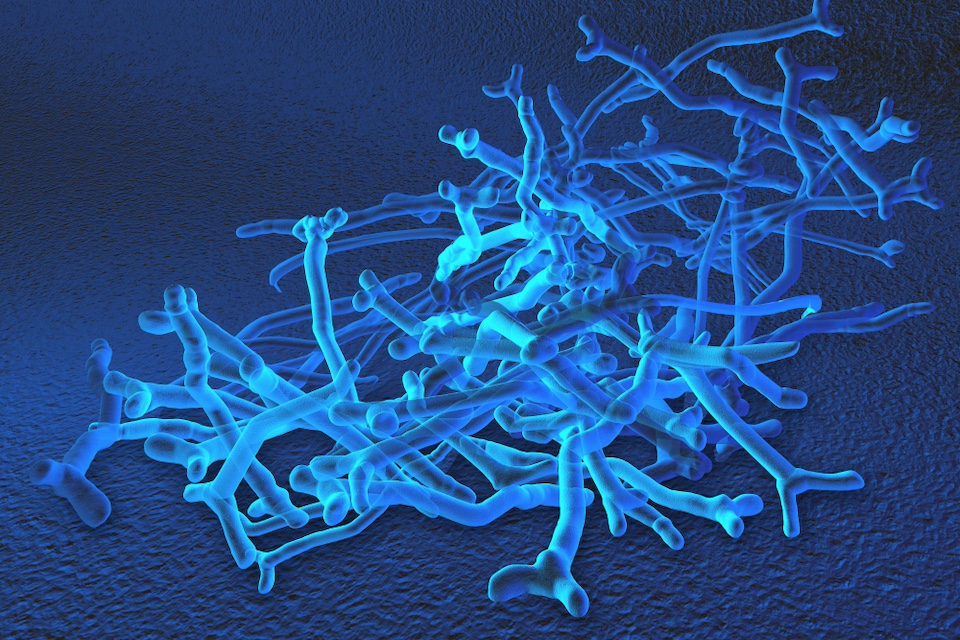 New strains of beneficial gut bacteria discovered in animals
