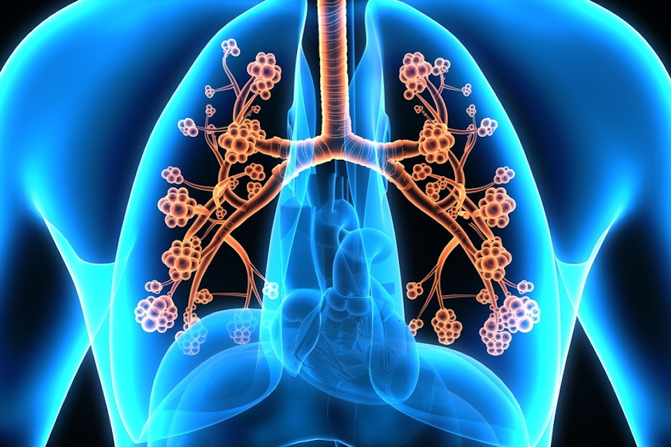 Gut fungi may hold the key to treating Asthma worldwide